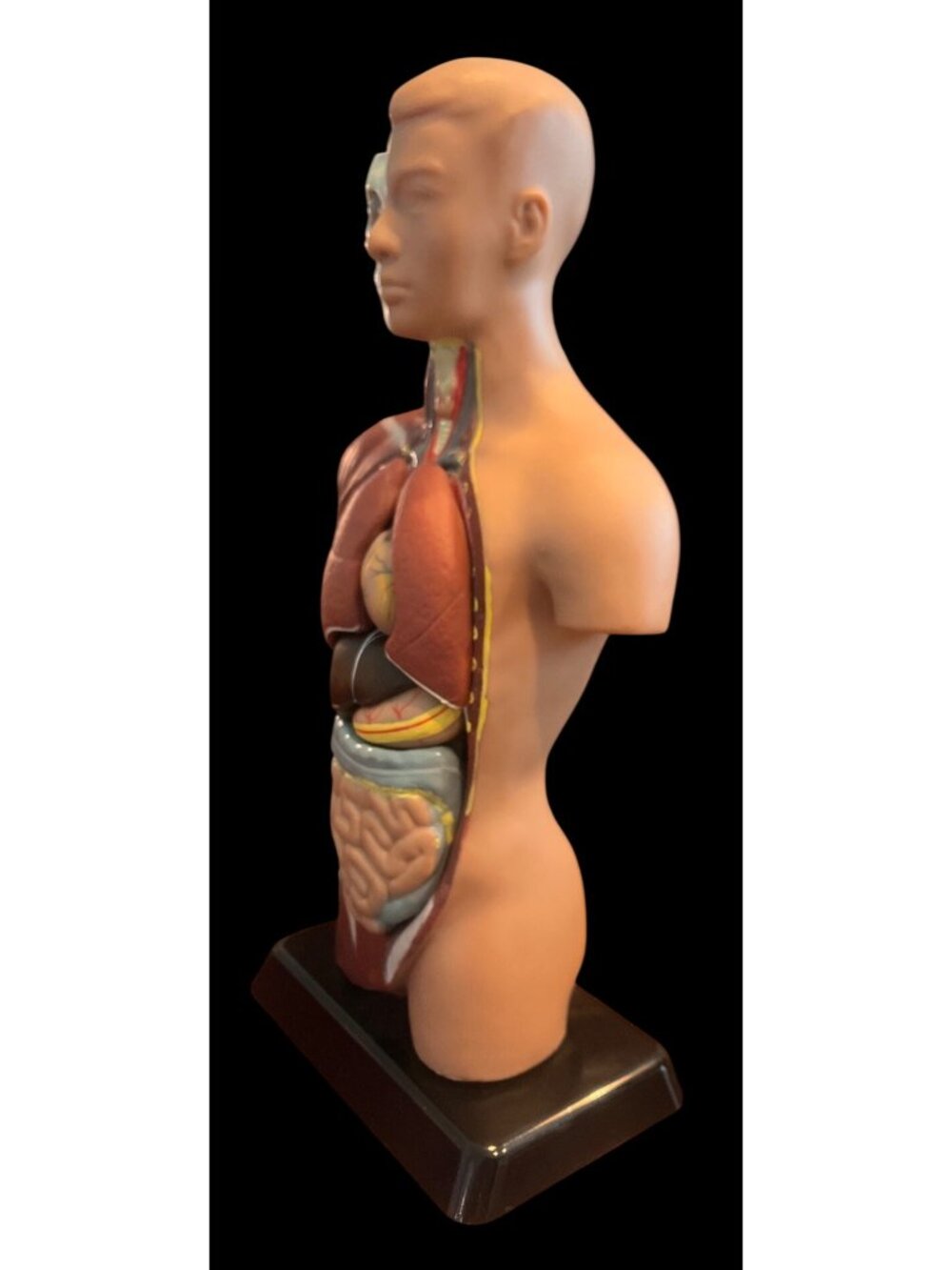 Human Anatomy Model Removable Organs Detailed Internal Systems Science Educati - Picture 2 of 8